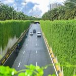 Con đường “bức tường xanh” đẹp như trên phim ở Hà Nội