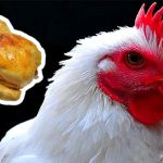 Hàng triệu năm nữa, người đời sau sẽ hiểu rằng Trái đất đang bị thống trị bởi… loài gà