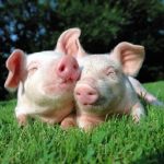 Những hiểu lầm về loài heo mà mọi người mắc phải