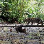 Con lười chậm chạp thoát vuốt mèo gấm Ocelot