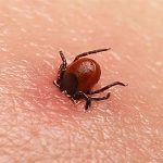 Bệnh sốt mò là gì?