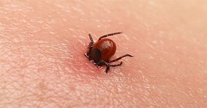 Bệnh sốt mò là gì?