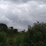 Choáng với cơn mưa nhền nhện ở Brazil