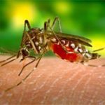 Tìm ra phương pháp mới để kiểm soát muỗi