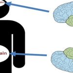 Có thể bạn chưa biết: Cơ thể chúng ta có đến hai bộ não!