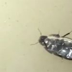 Phát hiện loài côn trùng kỳ lạ có ”siêu năng lực” độc nhất vô nhị