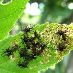 Các loại côn trùng có chiến thuật “mưu mô như con người”