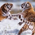 Chùm ảnh cuộc chiến sinh tồn nơi hoang dã