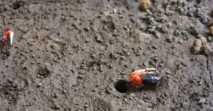 Bất ngờ loài còng nhỏ con thải lượng khí nhà kính “khủng”