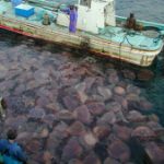 Sứa không thể “xâm lăng” địa cầu