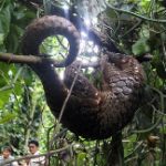 Tê tê đối mặt nguy cơ tuyệt chủng ngày càng gia tăng