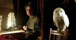 “Harry Potter” khiến loài cú ở châu Á gặp nguy hiểm