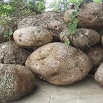 Củ bình vôi có tác dụng gì? Cách sử dụng để không bị ngộ độc