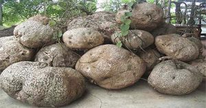 Củ bình vôi có tác dụng gì? Cách sử dụng để không bị ngộ độc