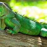 Thú nuôi độc lạ đe dọa hệ sinh thái địa phương