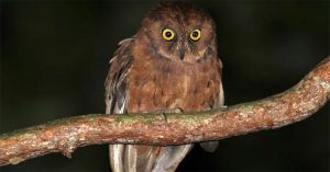 Phát hiện ra loài cú mèo Scops-Owl mới ở Châu Phi