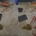 Khoảnh khắc hiếm hoi khi cua nhện lớn nhất thế giới lột xác