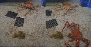 Khoảnh khắc hiếm hoi khi cua nhện lớn nhất thế giới lột xác