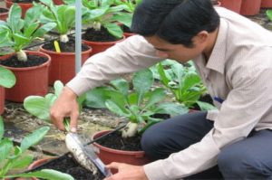 Trồng rau sạch trên bọt núi lửa
