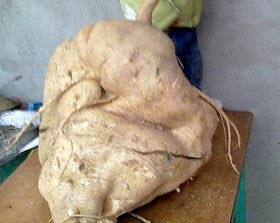 Sẽ ‘phân tích di truyền’ củ đậu to đột biến ở Phú Thọ