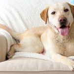 Sắp tới sẽ có cả cúm chó và nó còn nguy hiểm hơn cả cúm gà, cúm lợn