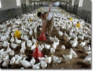 Cúm gia cầm lây từ người sang người tại Trung Quốc