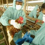 WHO công bố nghiên cứu biến thể virut cúm gia cầm H5N1