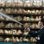 Phát hiện ổ dịch cúm gia cầm thứ 8 tại TQ