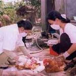 10% dân số VN sẽ nhiễm H5N1, nếu…