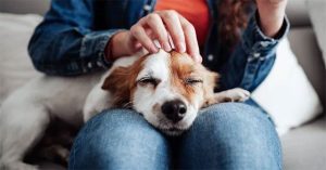 Cưng nựng một chú chó có tác dụng chữa bệnh đối với bộ não