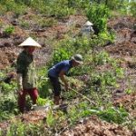 Giảm phát thải khí nhà kính bằng phương án lâm sinh