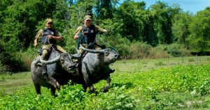 Cưỡi trâu tuần tra – Nét độc đáo của cảnh sát Brazil