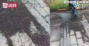 Thảm sâu cuốn chiếu dài 200m phủ đen kịt ga tàu Trung Quốc