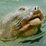 Làm thế nào để đưa Cụ Rùa lên bờ khám bác sĩ?