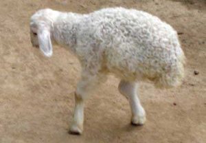 Con cừu lạ chỉ có hai chân