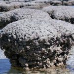 Hóa thạch sự sống sớm nhất trên Trái đất có sự tồn tại của virus?