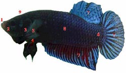 Biết về cá của mình (phần 2)