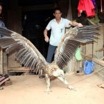 Chim lạ bên hồ sông Đà là đại bàng đầu trọc