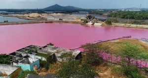 Đầm nước ở Bà Rịa – Vũng Tàu chuyển màu hồng tím và sự thật phía sau