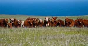 Bò hoang xâm chiếm hòn đảo Alaska