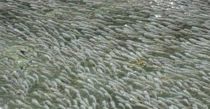 Hàng nghìn con cá tạo sóng ngăn chim săn mồi
