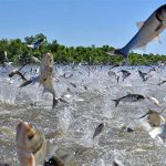 Nhóm người ngồi xuồng qua sông thì bị đàn cá nhảy lên bao vây, tại sao vậy?
