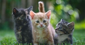 Những bí mật về loài mèo có thể bạn chưa biết