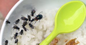 Những căn bệnh đáng sợ ruồi có thể gây ra cho con người