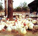 TP.HCM: nếu xuất hiện ổ dịch sẽ tiêu hủy toàn bộ đàn gia cầm