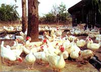 TP.HCM: nếu xuất hiện ổ dịch sẽ tiêu hủy toàn bộ đàn gia cầm