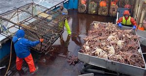 Cua tuyết Alaska đang biến mất bí ẩn