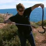 Hòn đảo “vương quốc của rắn độc” ở Australia