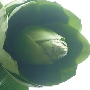 Đào lạ “đẻ” như sung, chuối ra hoa xanh tại Đà Lạt