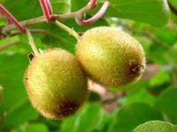 Đào khỉ Actinidiaceae – Loại quả siêu cấp